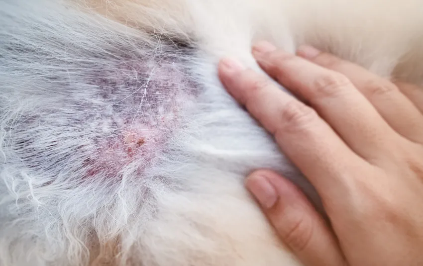 Dog Razor Burn